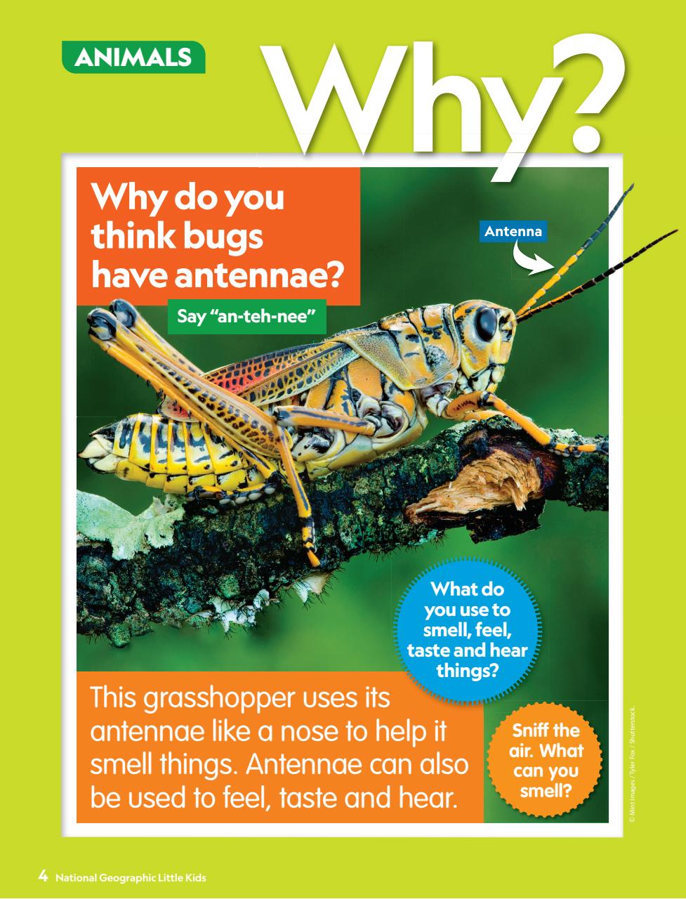 National Geographic Little Kids Preview Pages