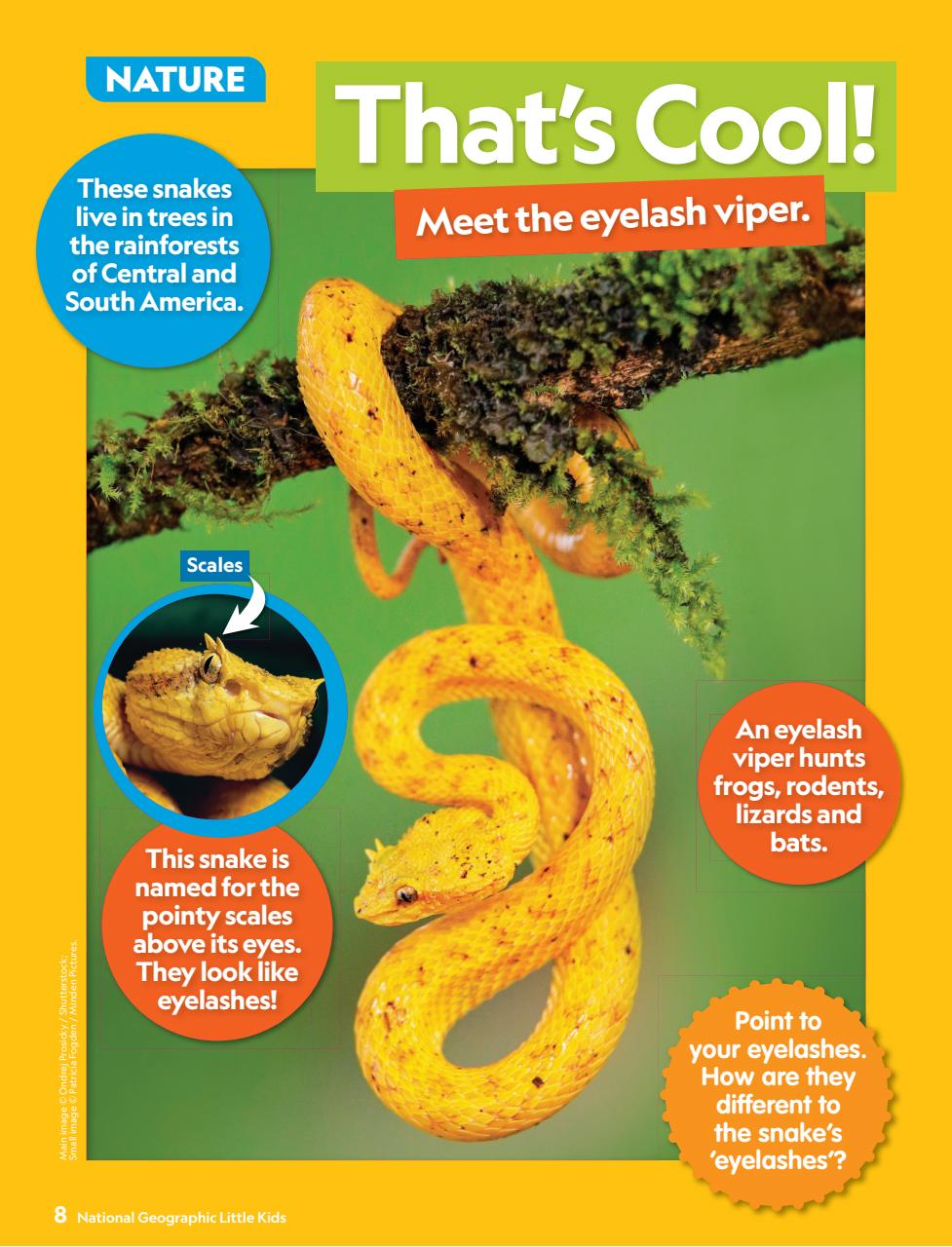 National Geographic Little Kids Preview Pages