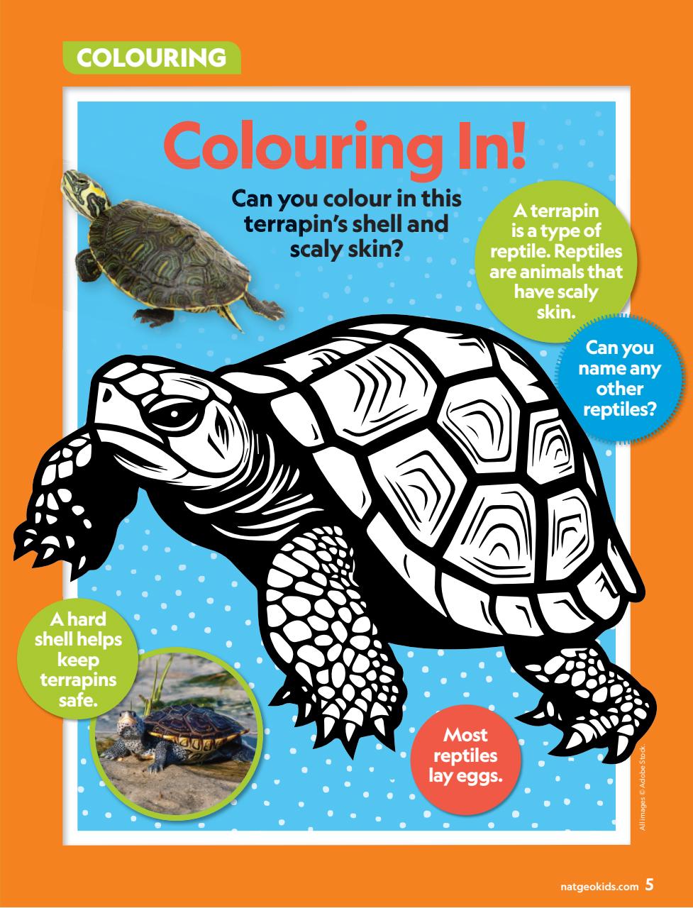 National Geographic Little Kids Preview Pages