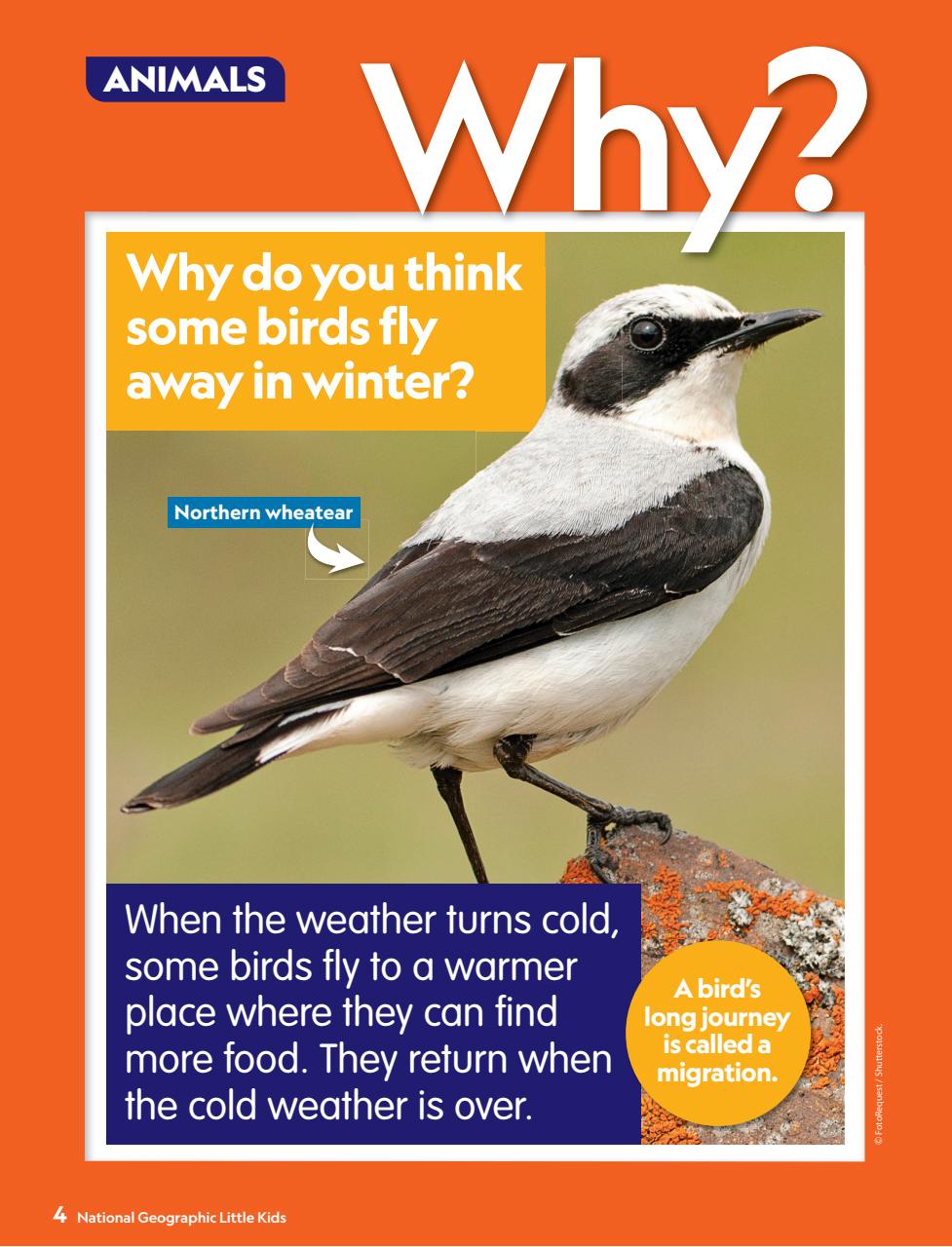 National Geographic Little Kids Preview Pages