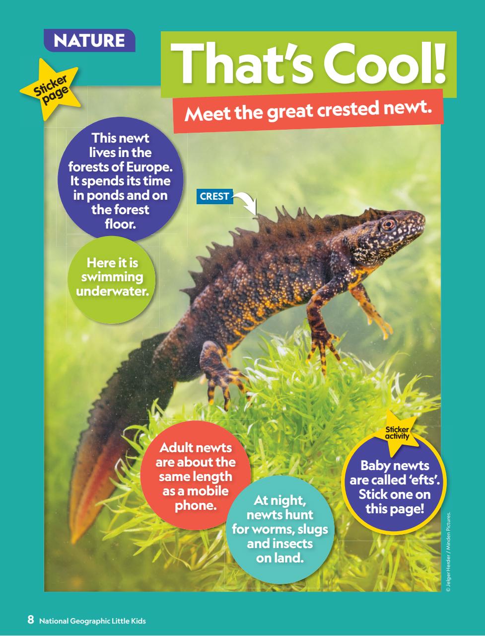 National Geographic Little Kids Preview Pages