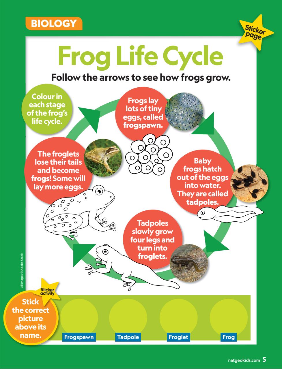 National Geographic Little Kids Preview Pages