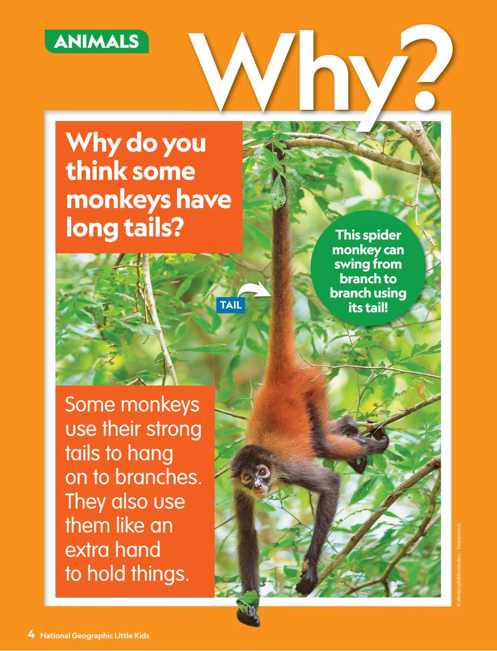 National Geographic Little Kids Preview Pages