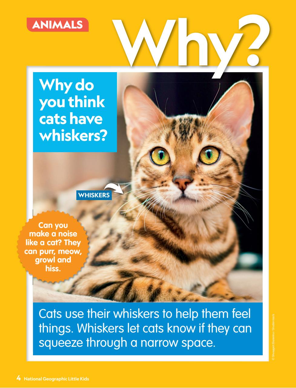 National Geographic Little Kids Preview Pages