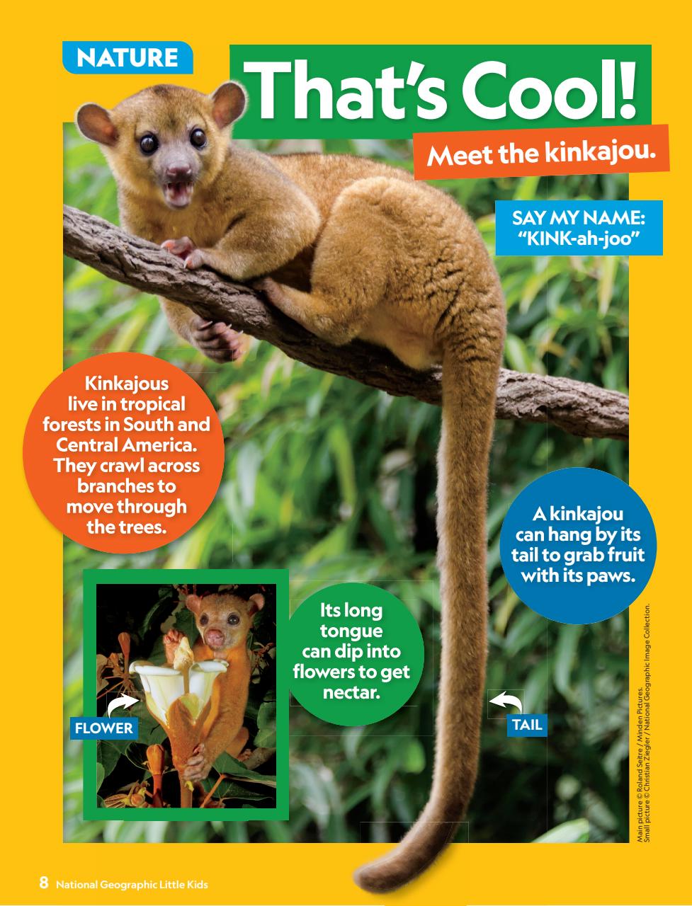 National Geographic Little Kids Preview Pages