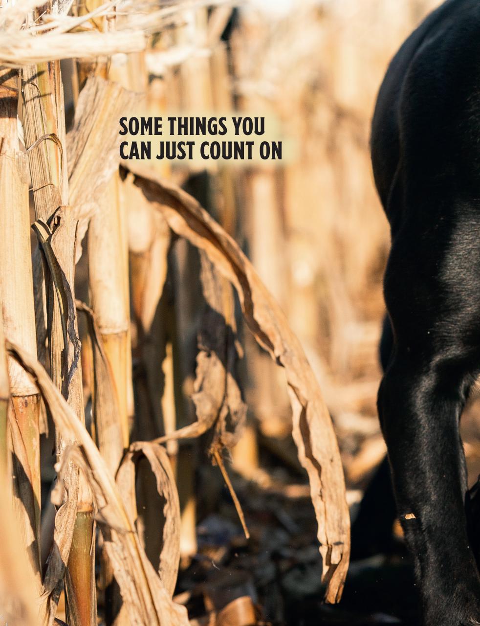 American Waterfowler Preview Pages