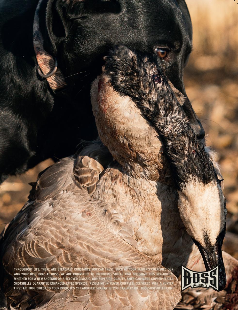 American Waterfowler Preview Pages