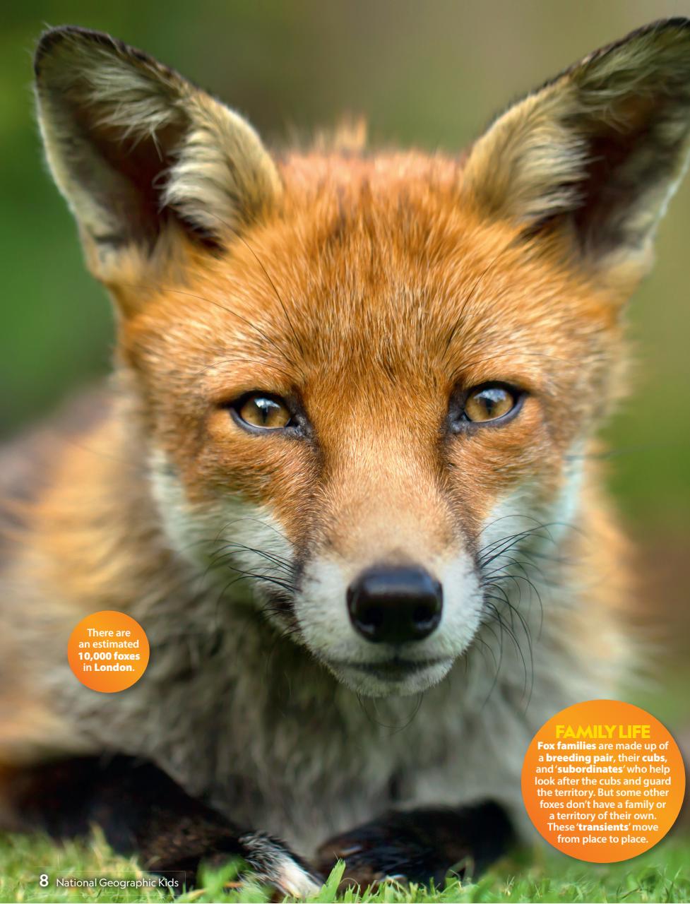 National Geographic Kids Preview Pages