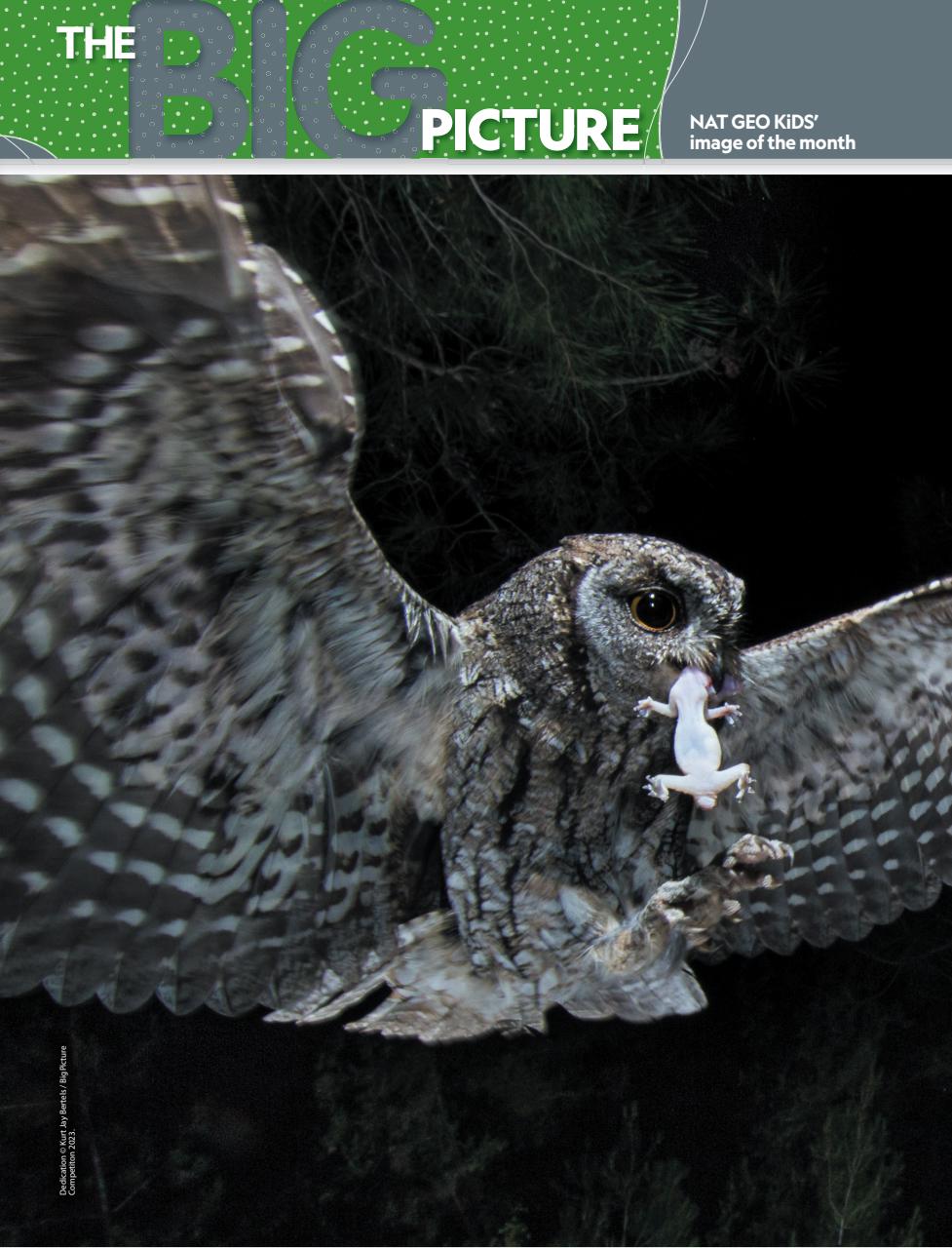 National Geographic Kids Preview Pages