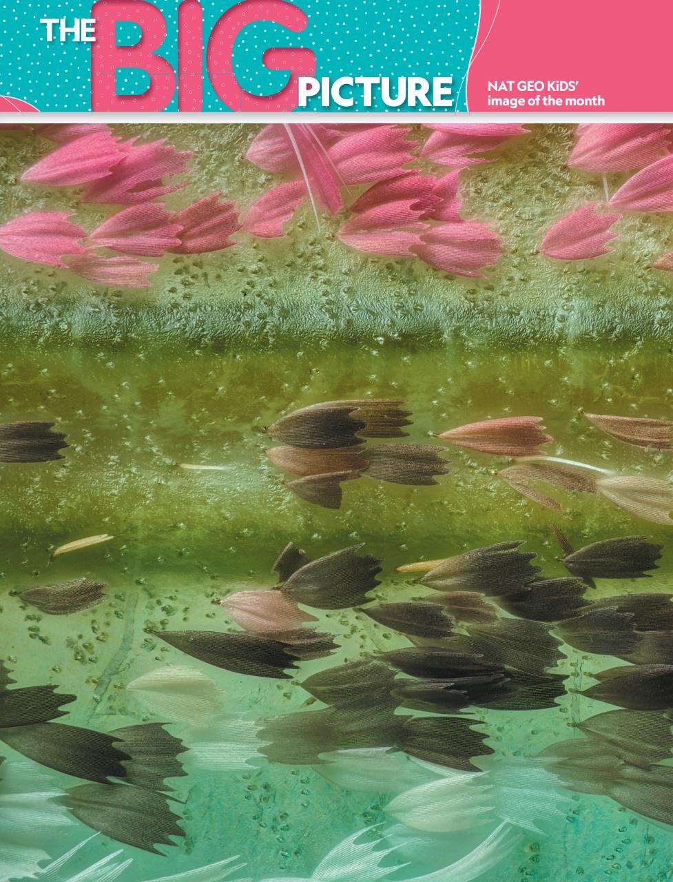 National Geographic Kids Preview Pages