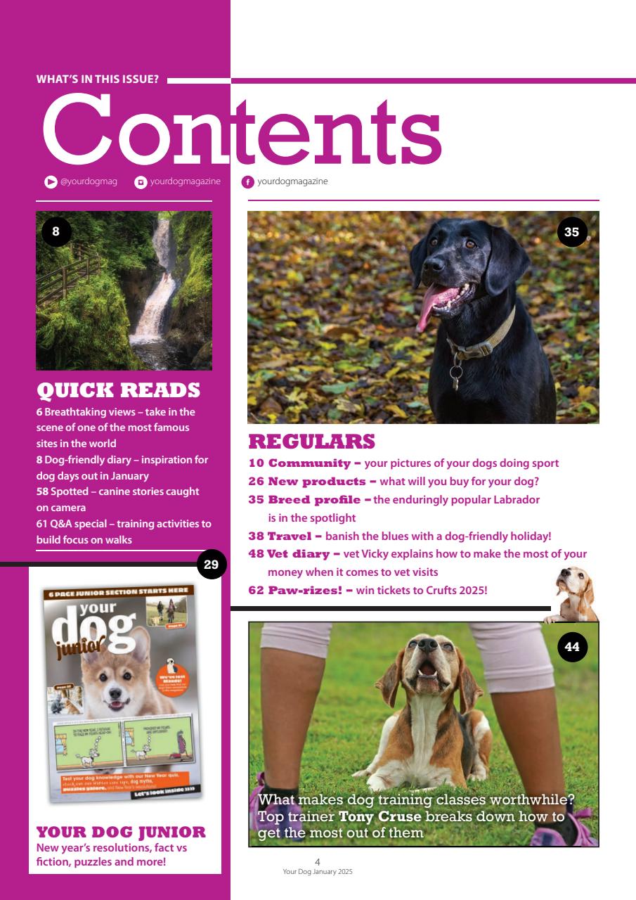 Your Dog Preview Pages