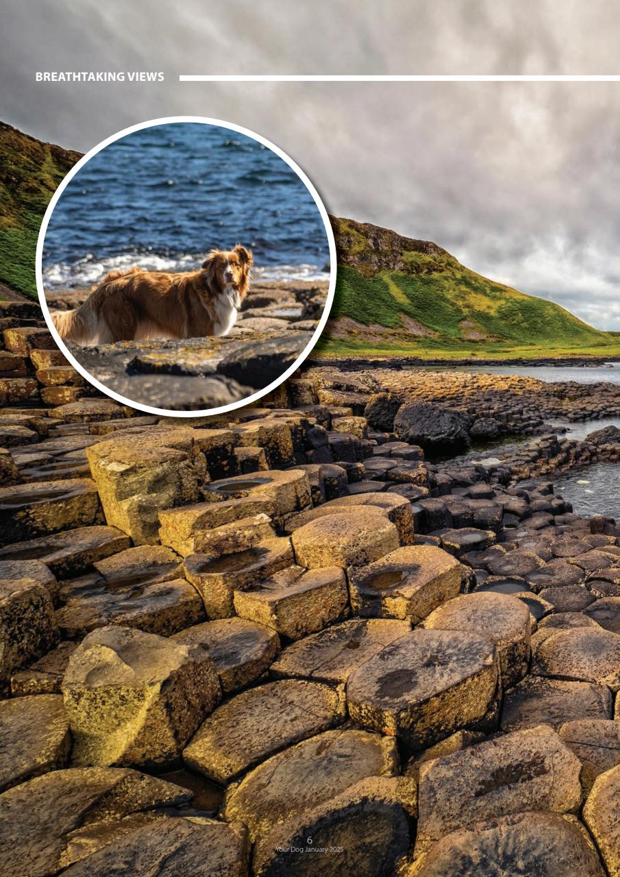 Your Dog Preview Pages