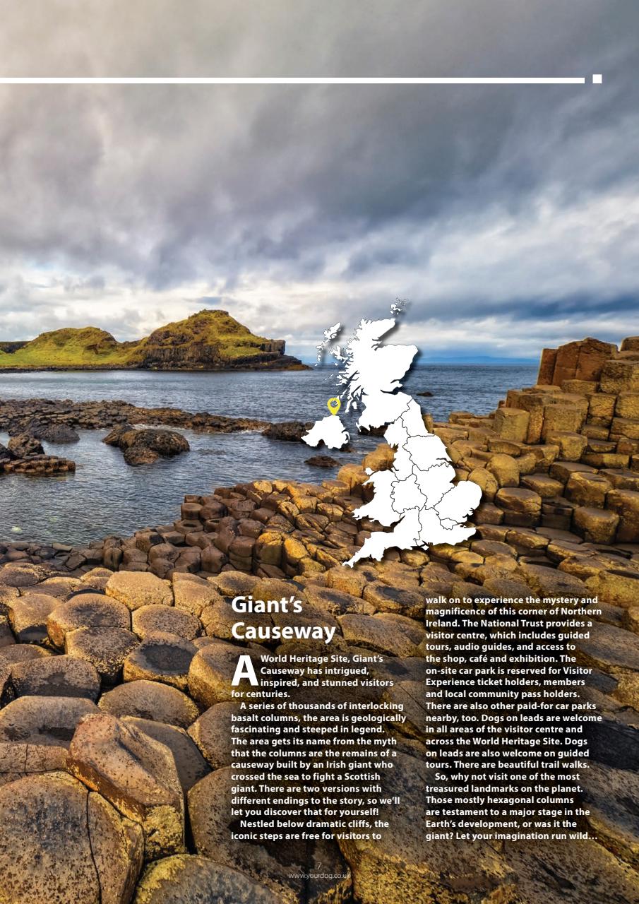 Your Dog Preview Pages