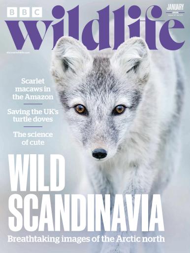 BBC Wildlife Magazine issue 