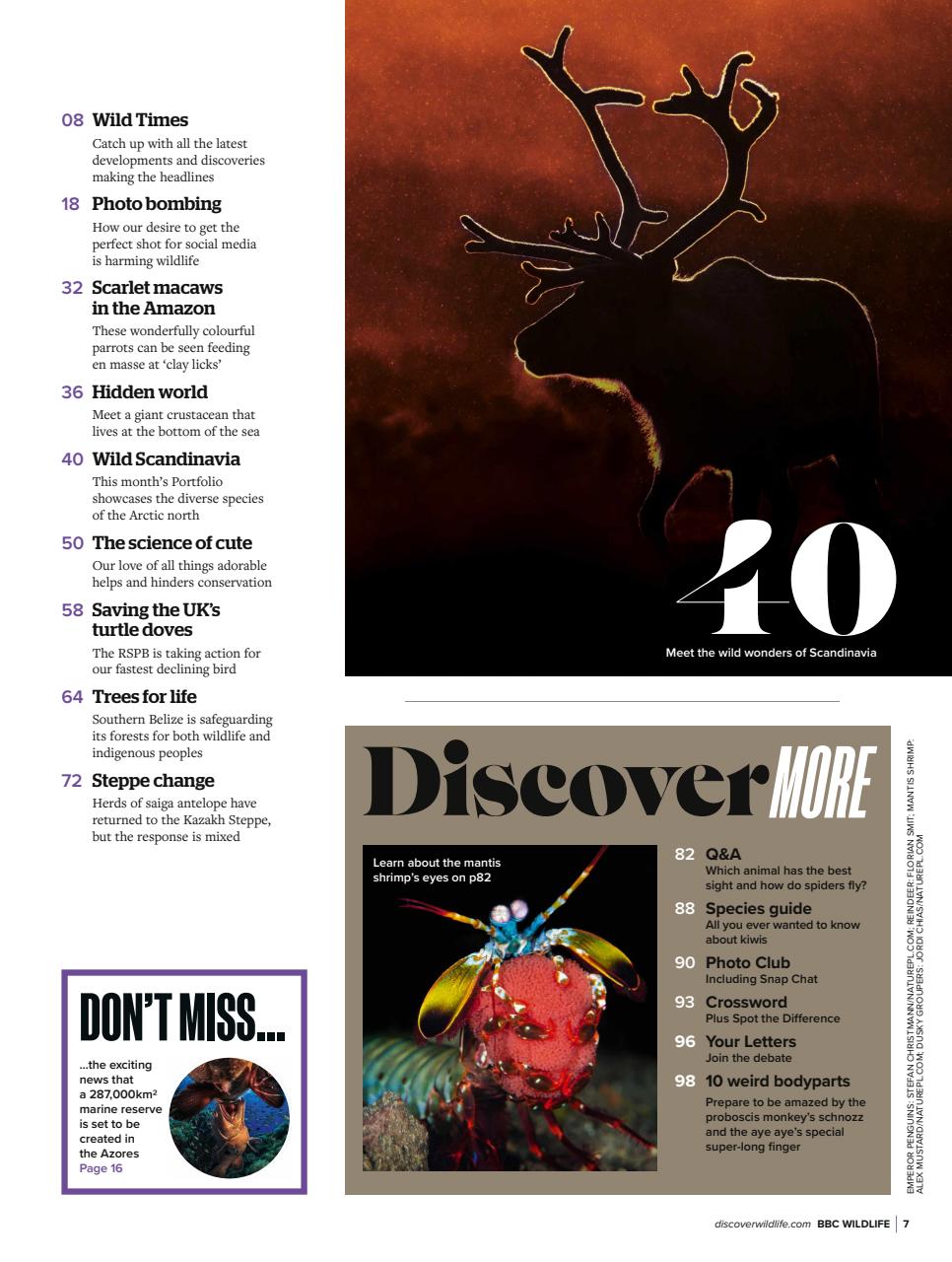BBC Wildlife Magazine Preview Pages