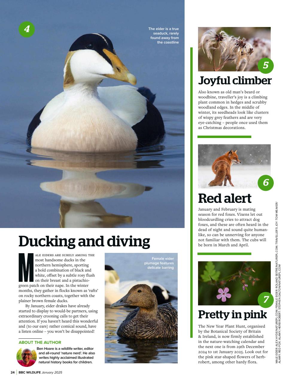 BBC Wildlife Magazine Preview Pages