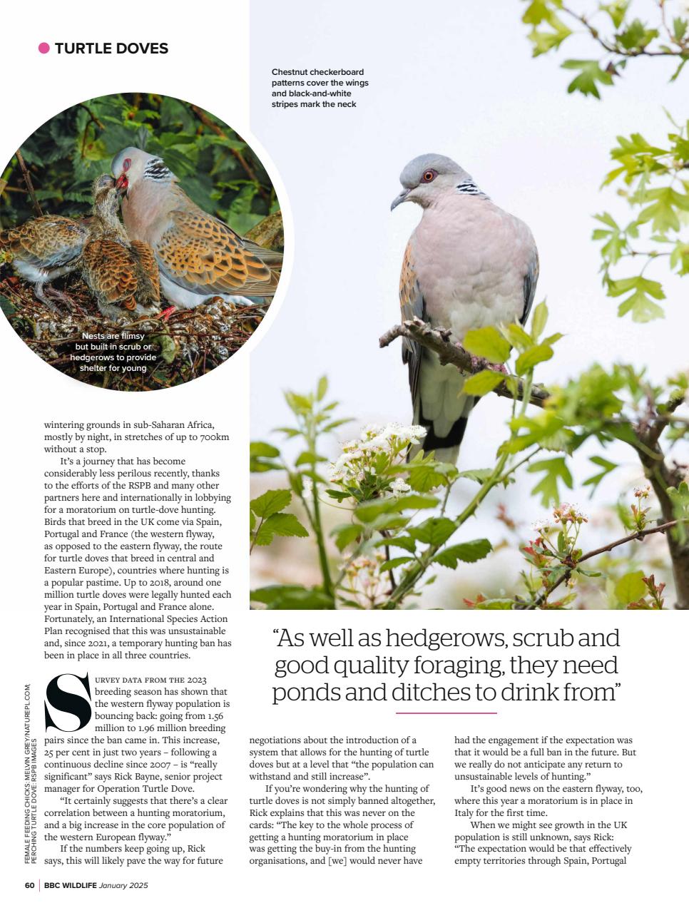 BBC Wildlife Magazine Preview Pages