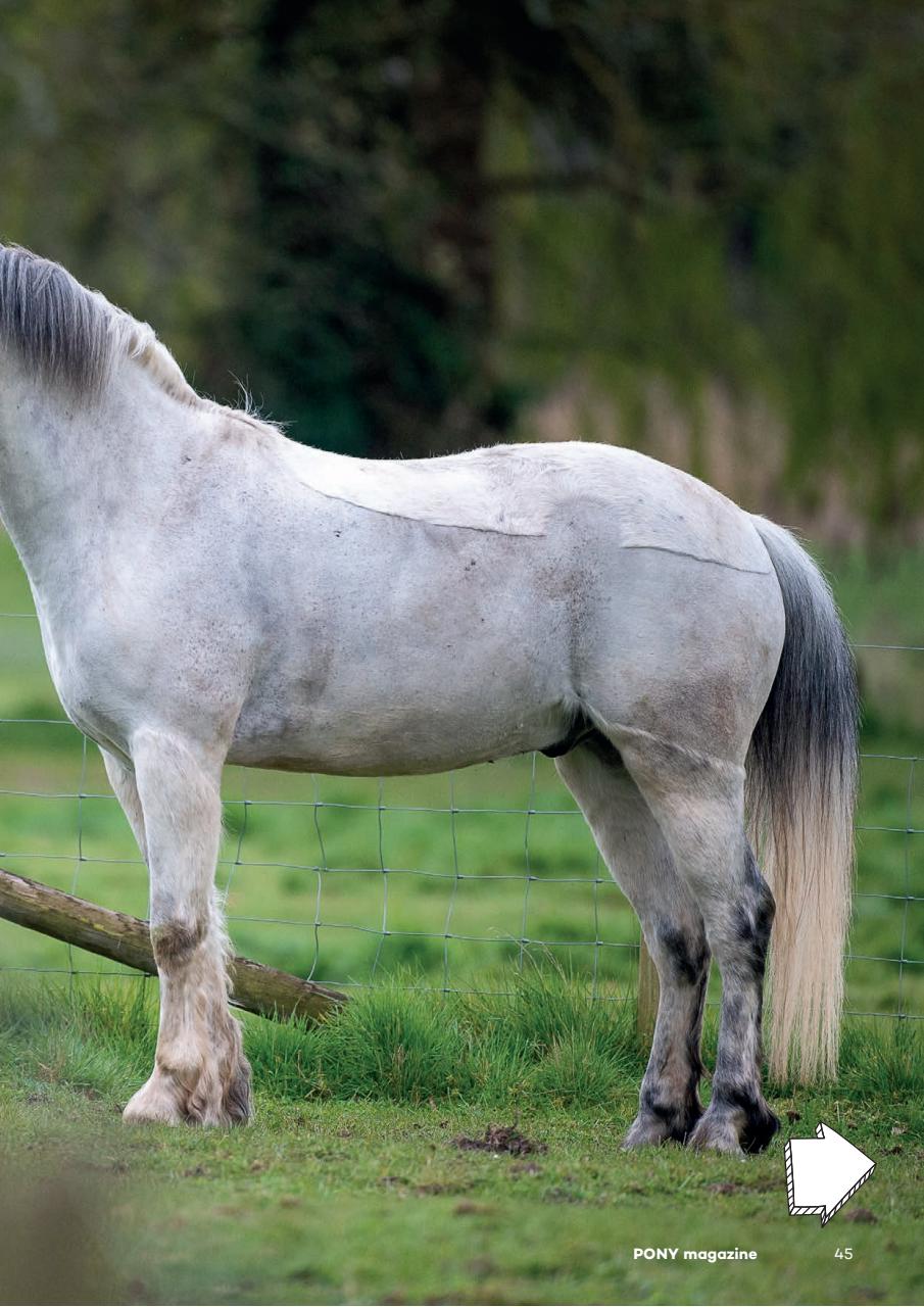 Pony Magazine Preview Pages