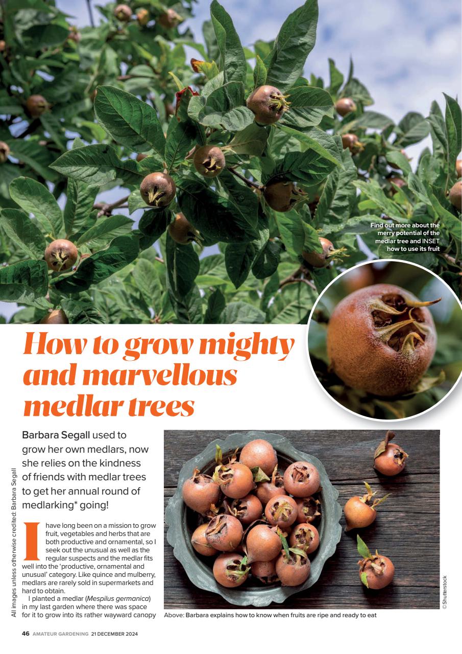 Amateur Gardening Preview Pages