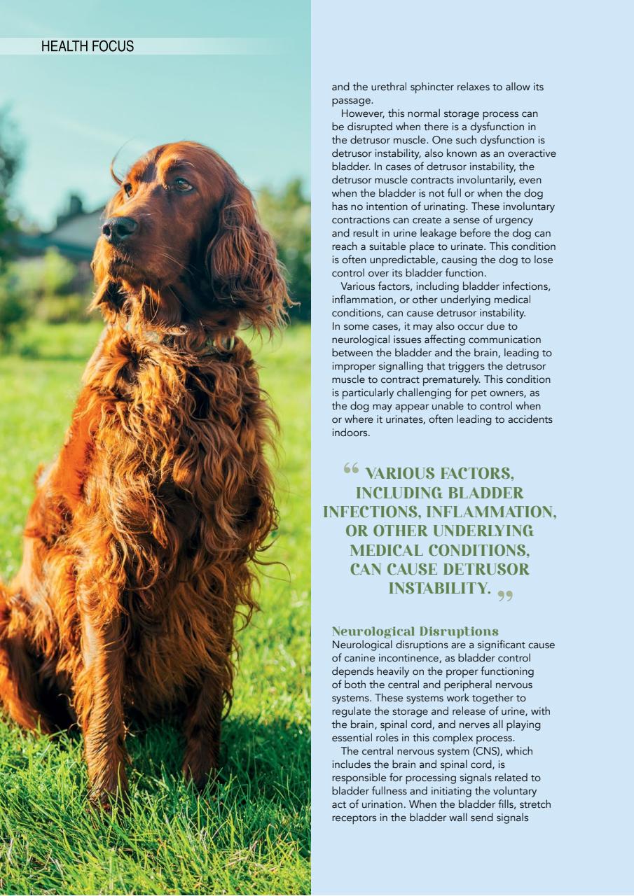 Edition Dog Preview Pages