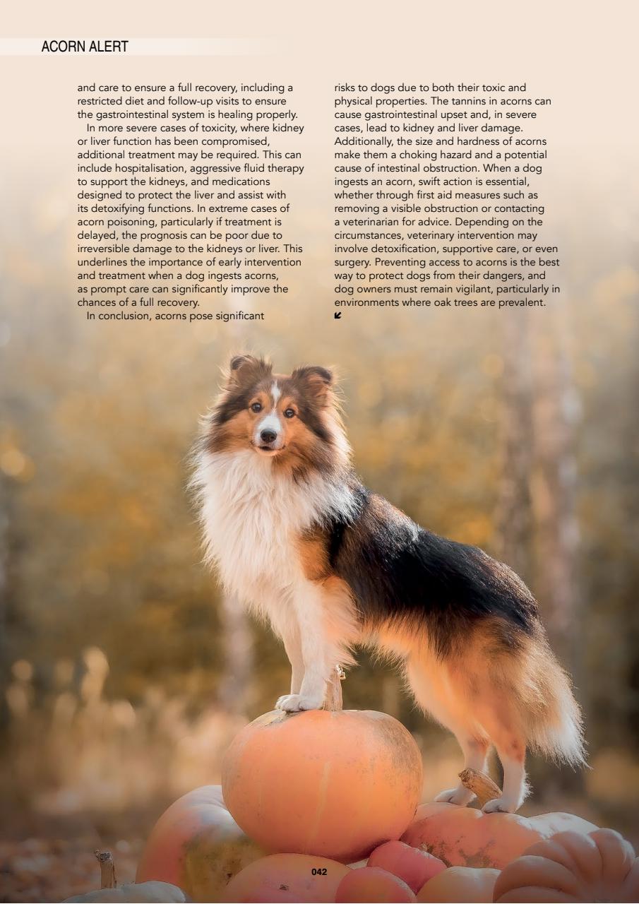 Edition Dog Preview Pages