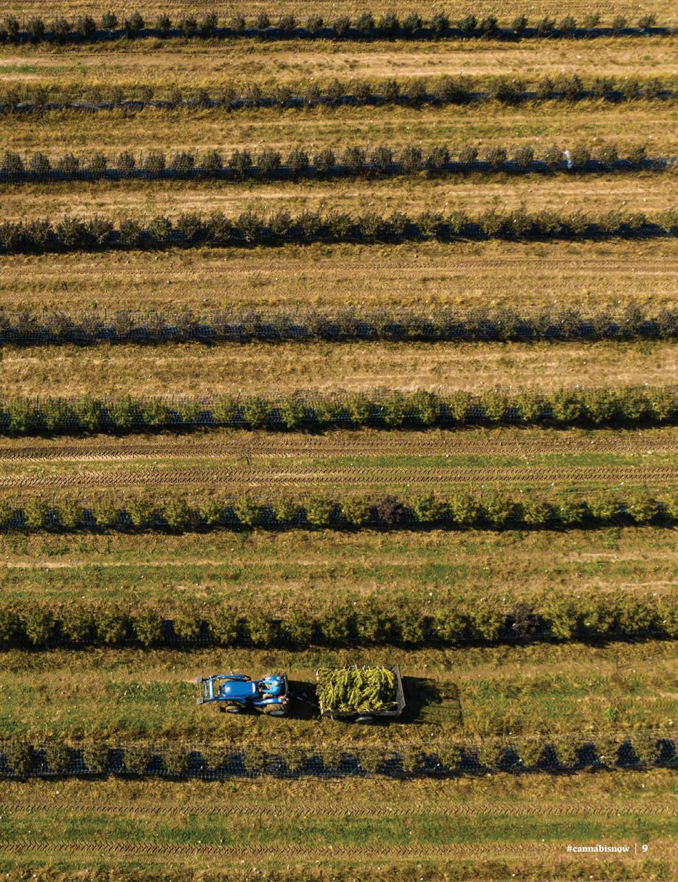 Cannabis Now Preview Pages