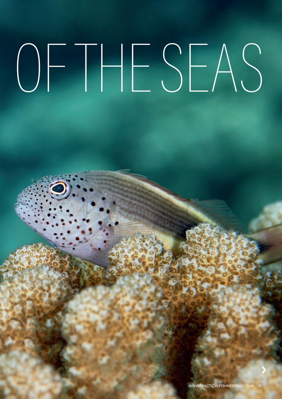 Practical Fishkeeping Preview Pages