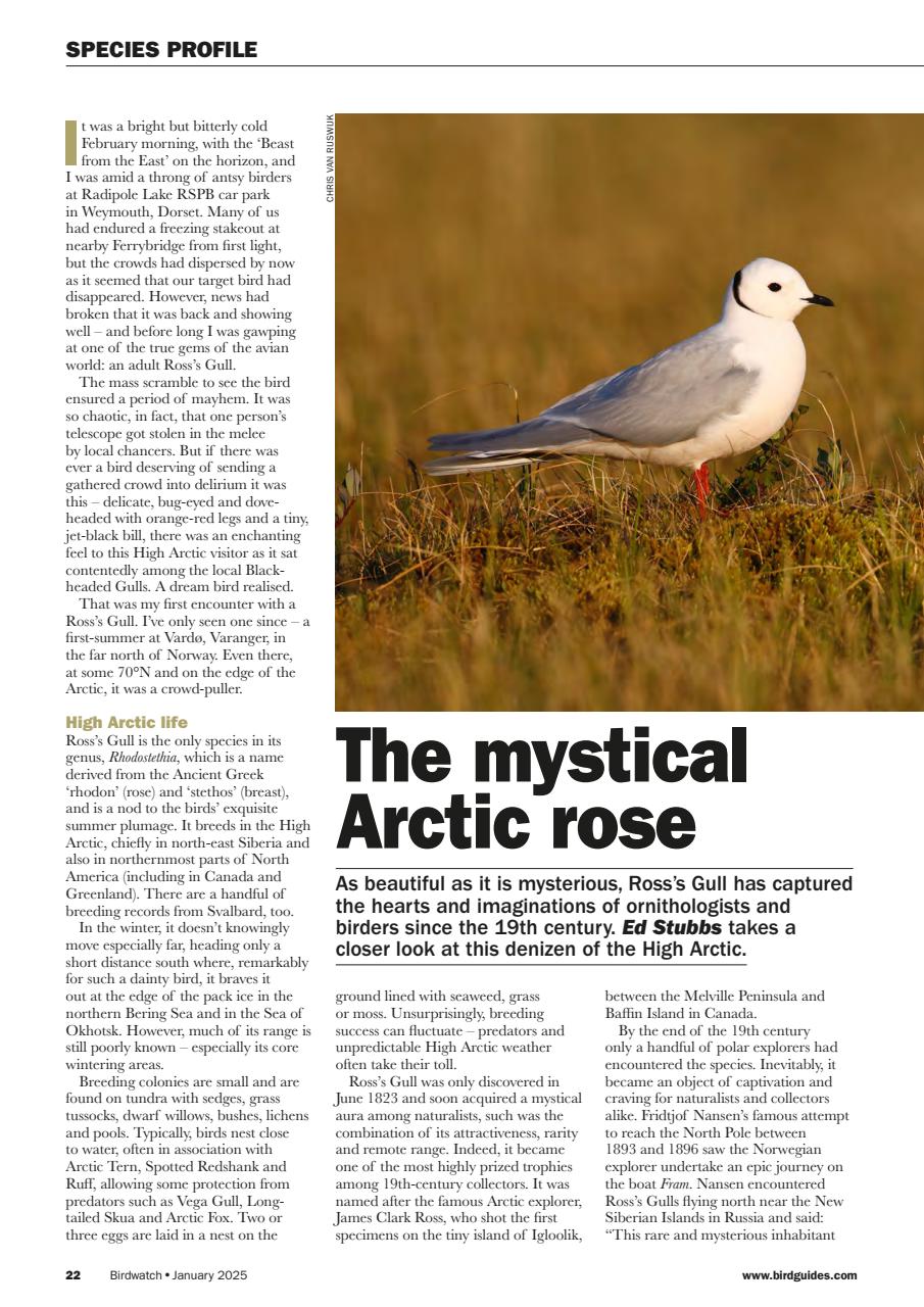 Birdwatch Magazine Preview Pages