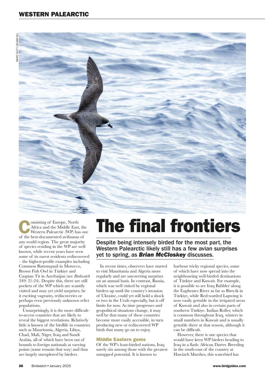 Birdwatch Magazine Preview Pages