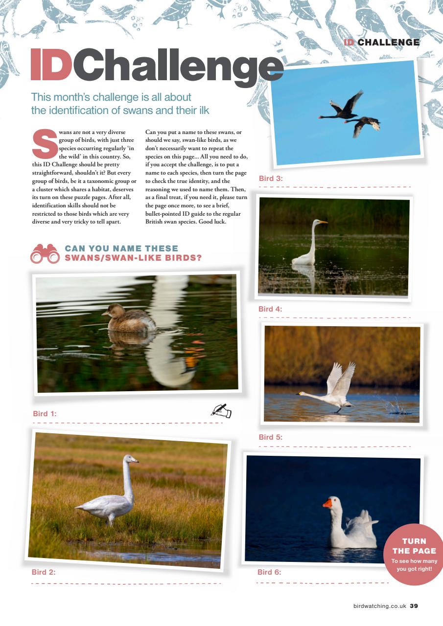 Bird Watching Preview Pages