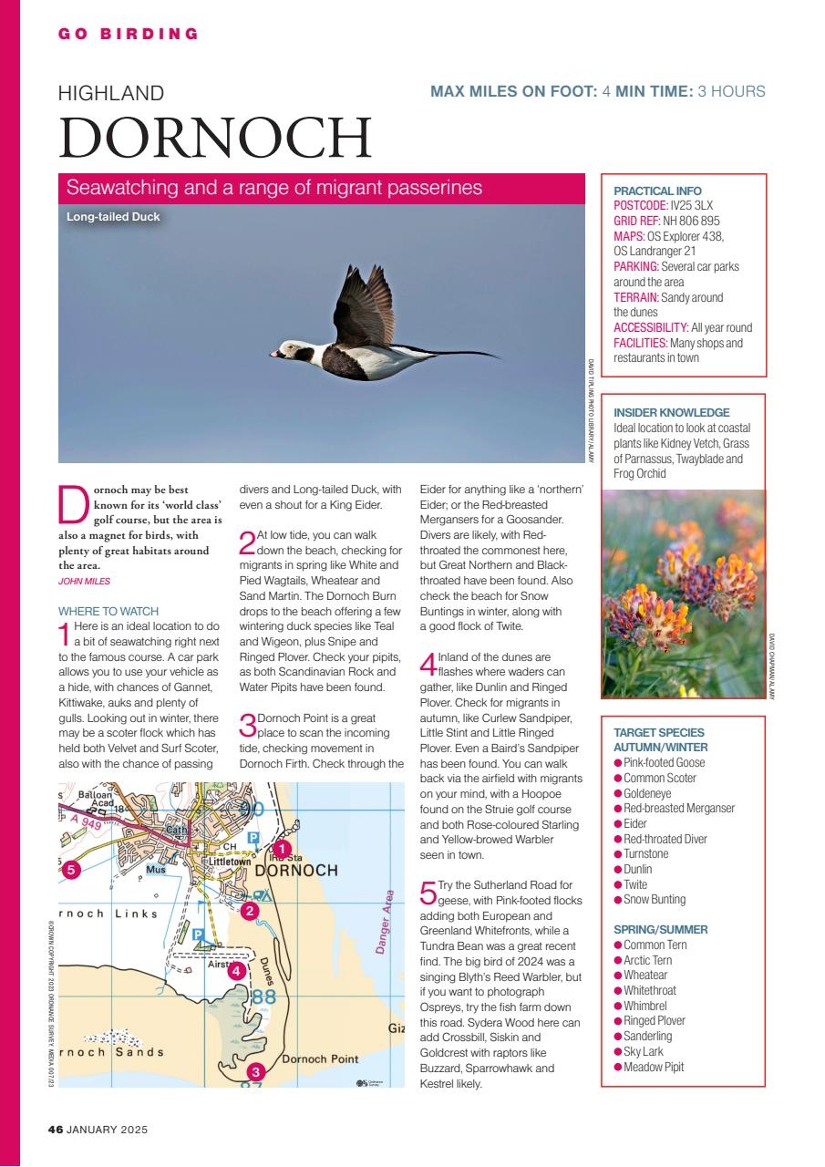 Bird Watching Preview Pages