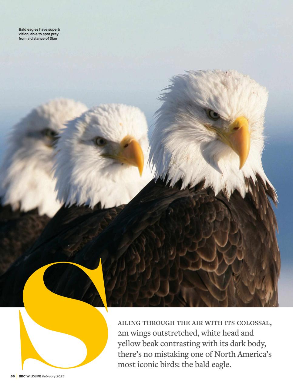 BBC Wildlife Magazine Preview Pages