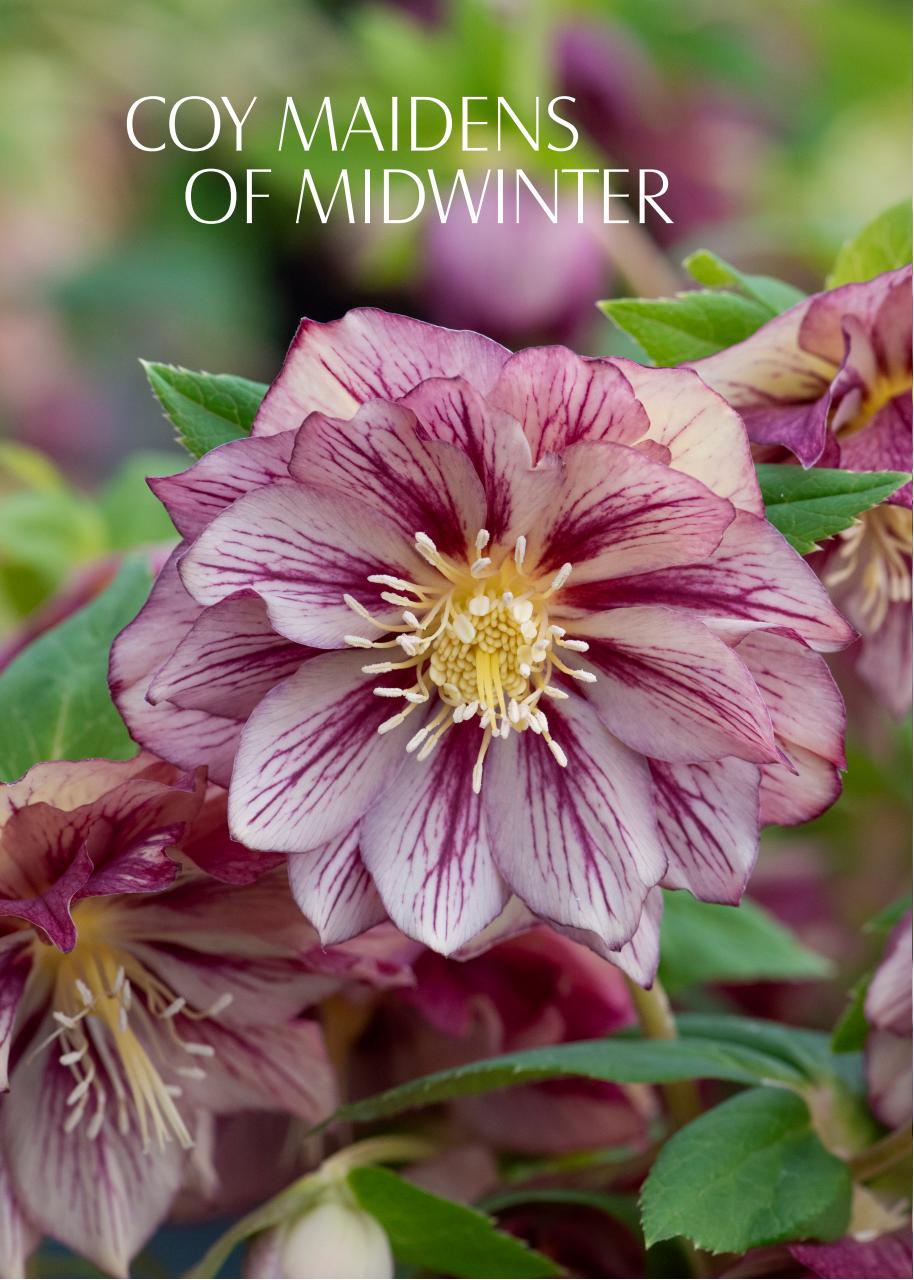 LandScape Preview Pages