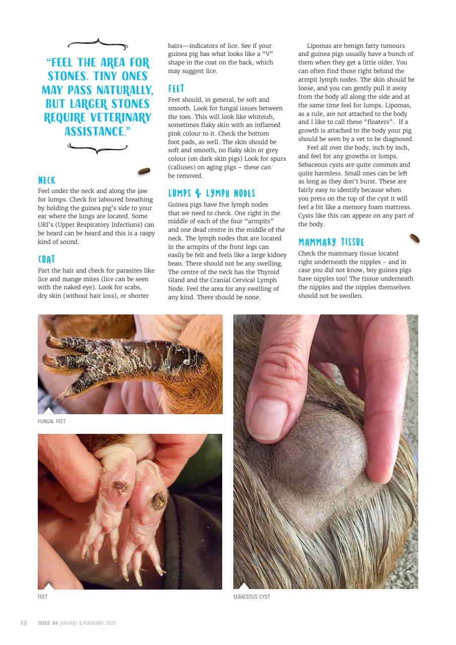Guinea Pig Magazine Preview Pages
