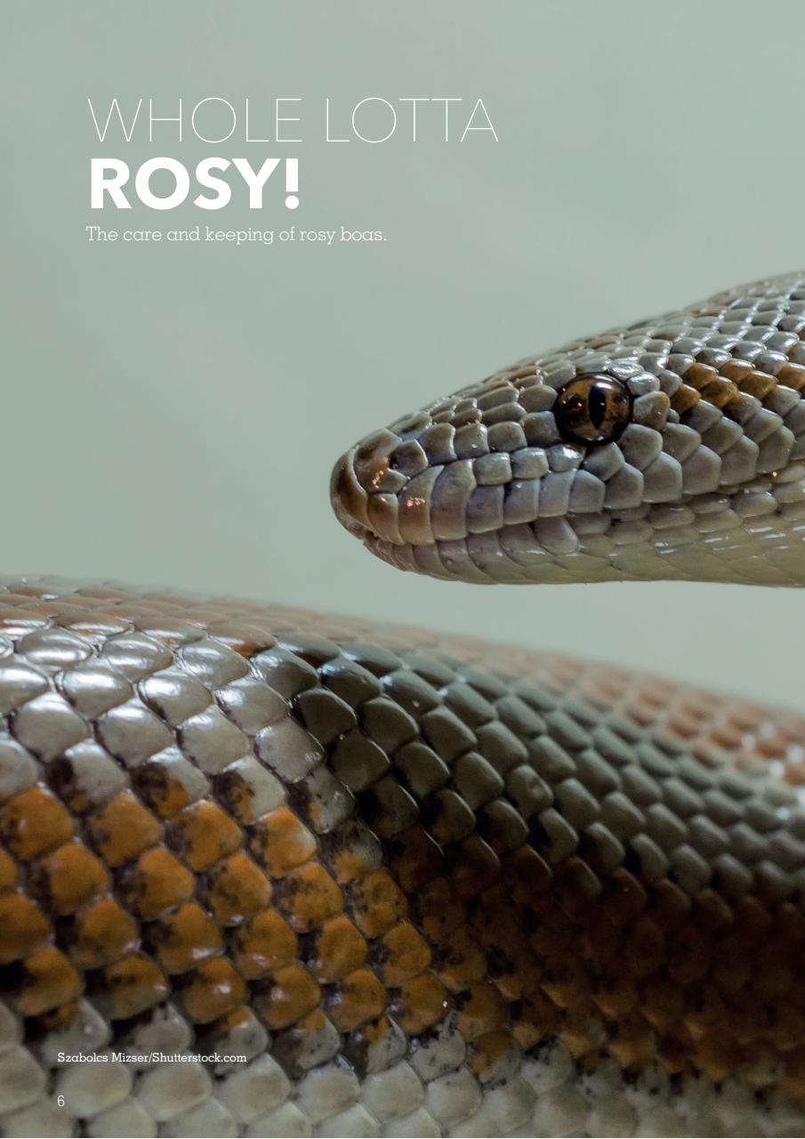 Exotics Keeper Preview Pages