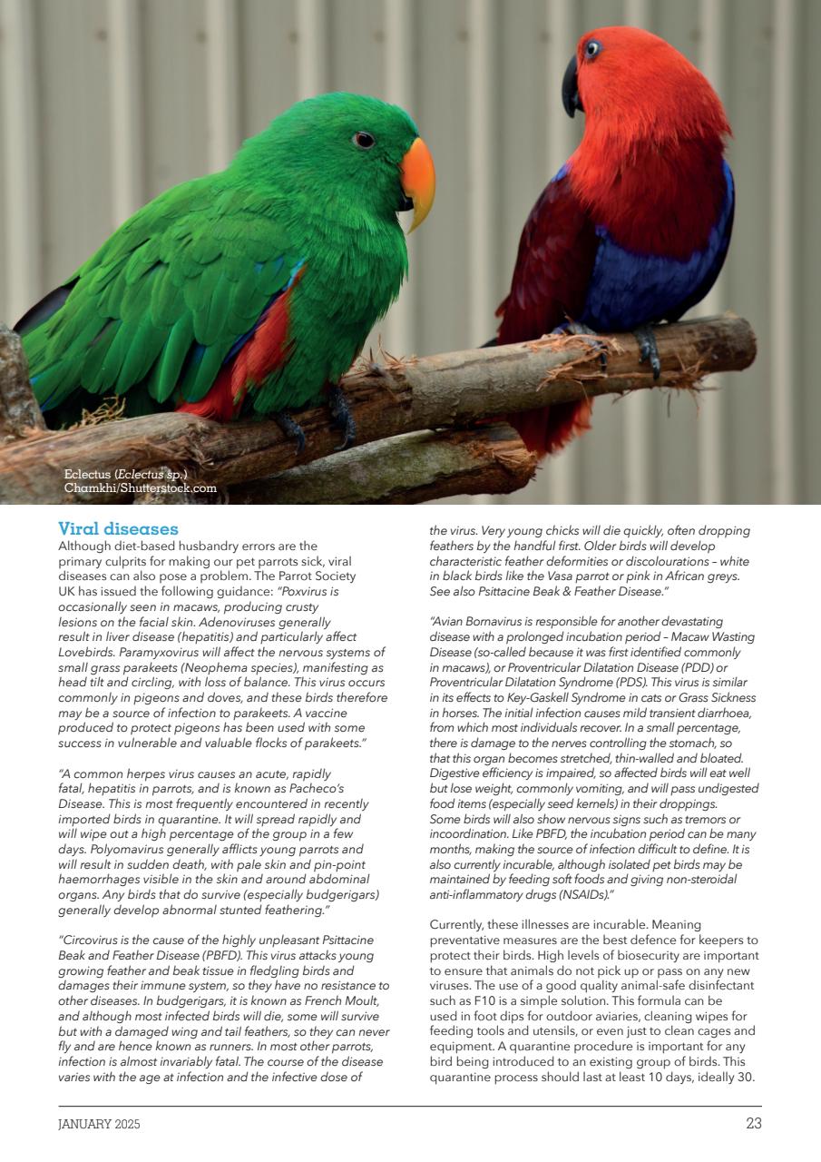 Exotics Keeper Preview Pages