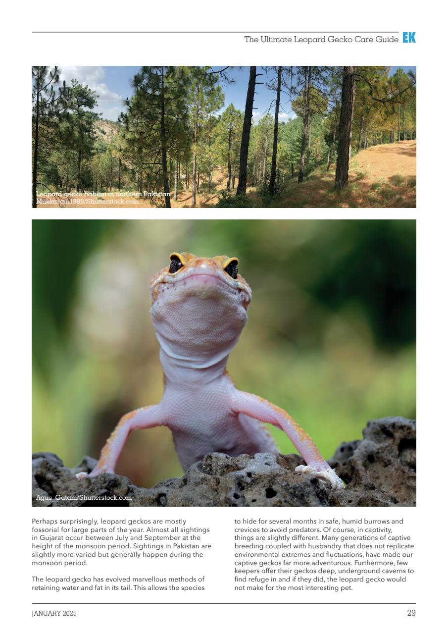 Exotics Keeper Preview Pages