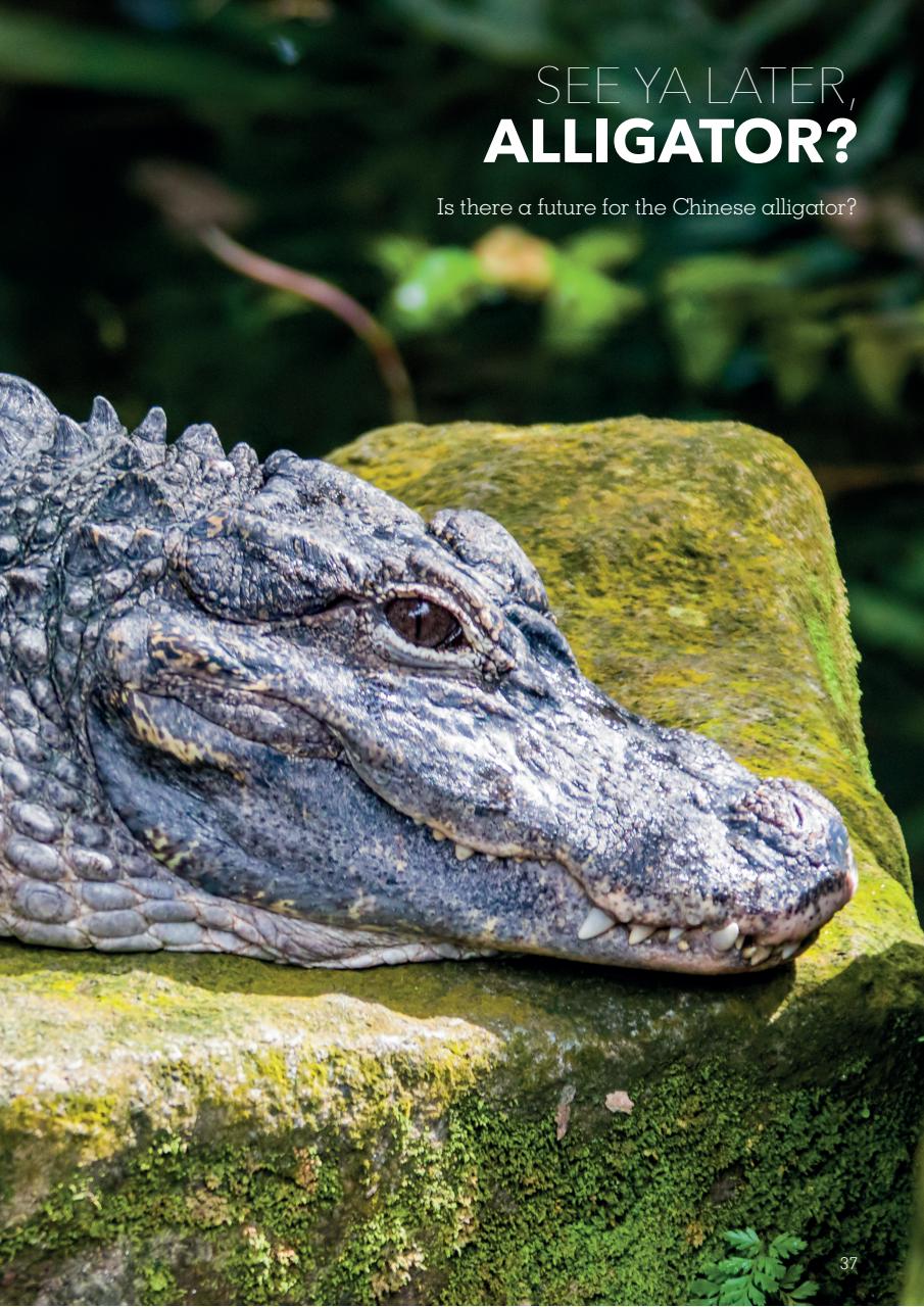 Exotics Keeper Preview Pages