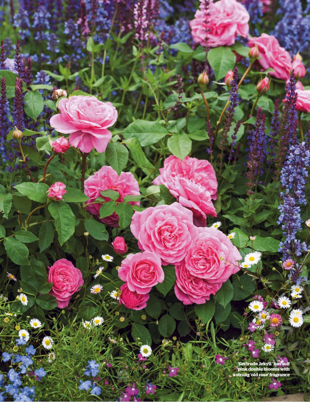 BBC Gardeners’ World Magazine Preview Pages