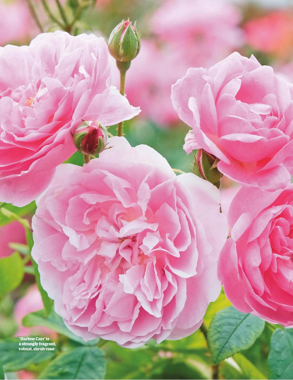 BBC Gardeners’ World Magazine Preview Pages