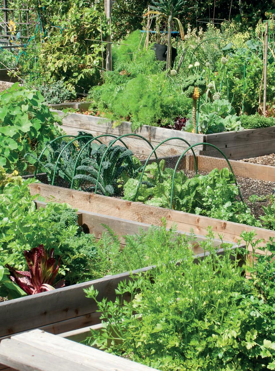 Amateur Gardening Preview Pages