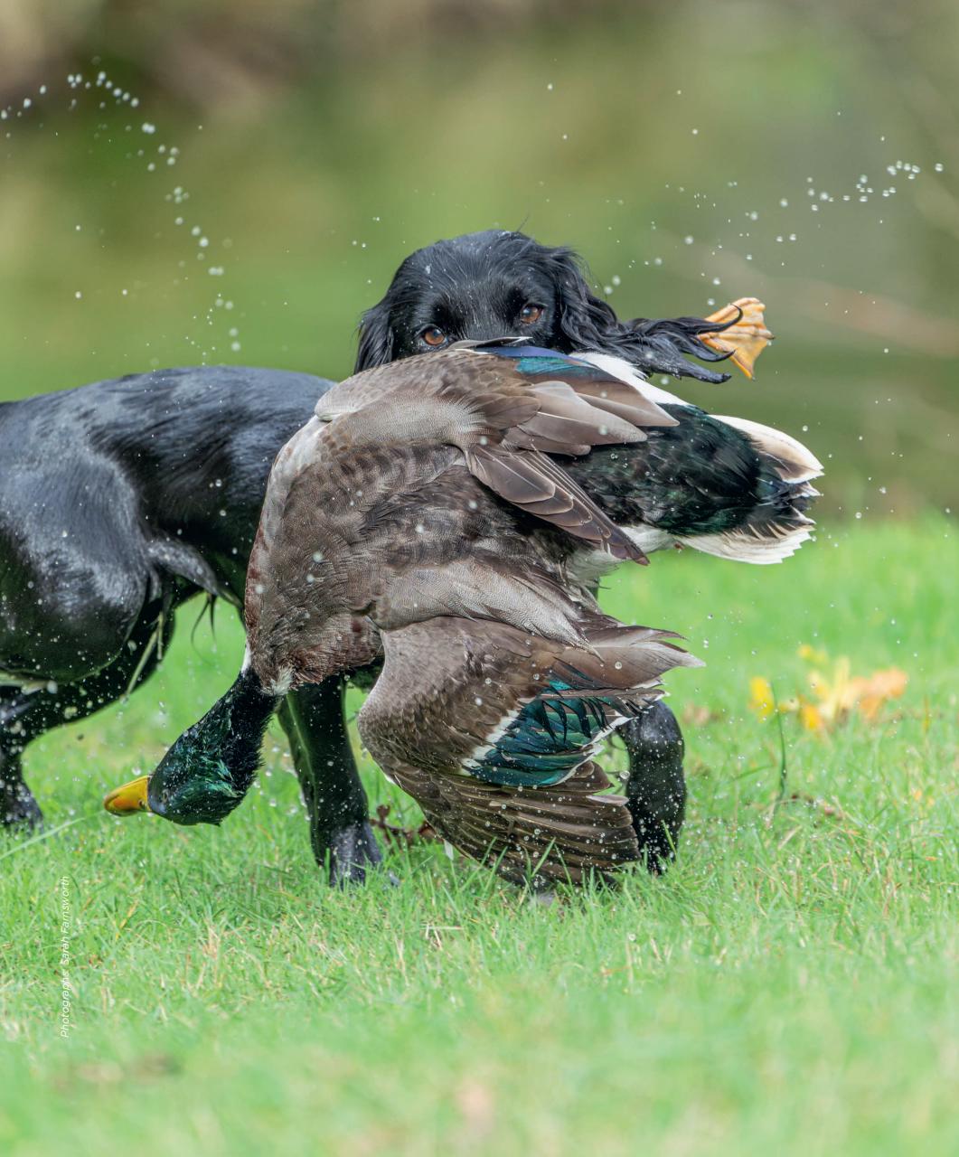 Gundog Journal Preview Pages