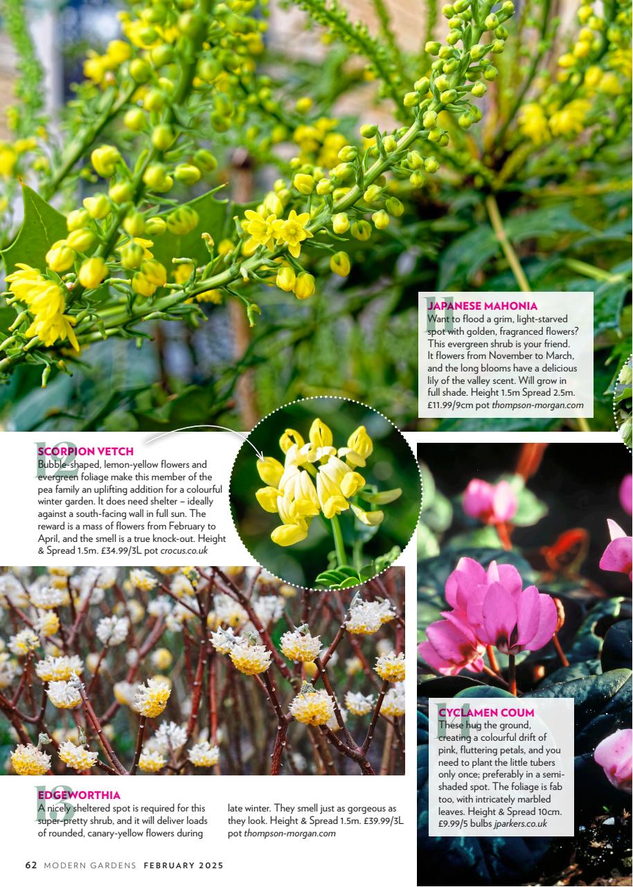 Modern Gardens Preview Pages