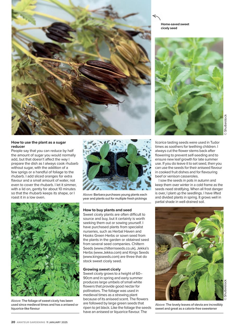 Amateur Gardening Preview Pages