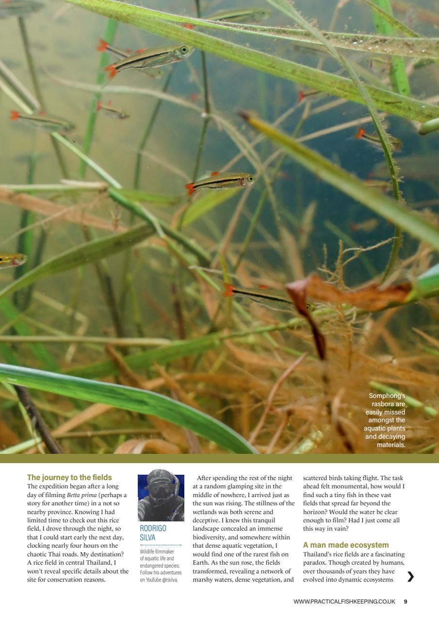 Practical Fishkeeping Preview Pages