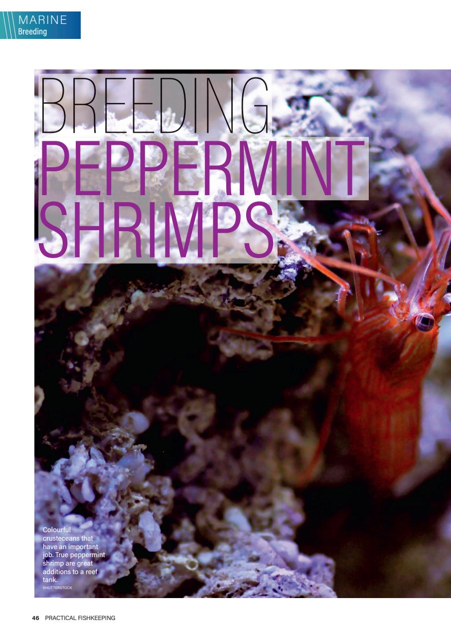 Practical Fishkeeping Preview Pages