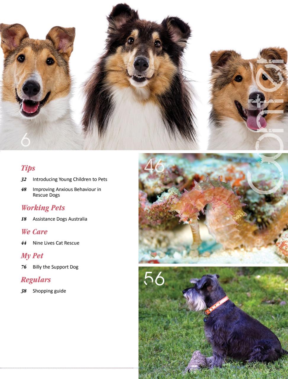 Dogs and Pets Preview Pages
