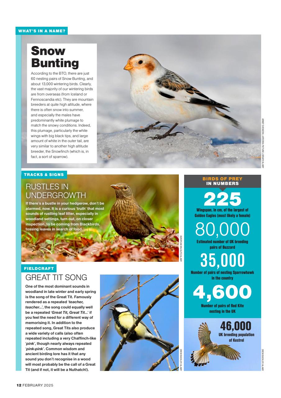 Bird Watching Preview Pages