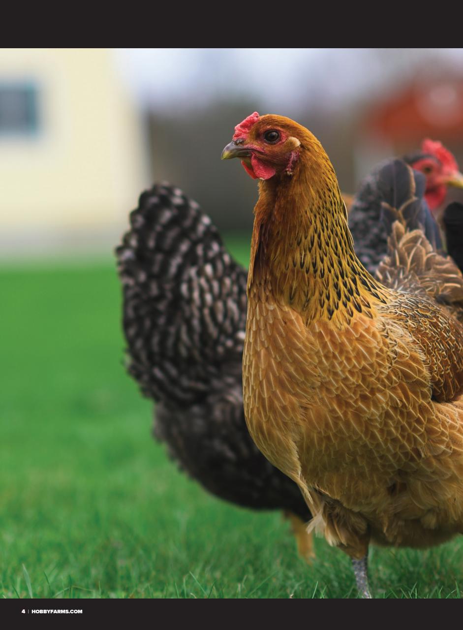 Chickens Magazine Preview Pages