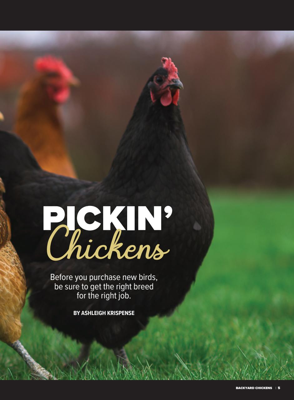 Chickens Magazine Preview Pages